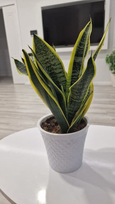 toxuma guller: Sansfera qılınc gülü — 1