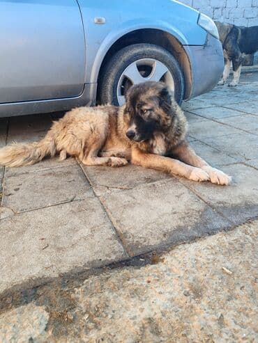 çoban axtarılır: Qafqaz çoban iti — 8