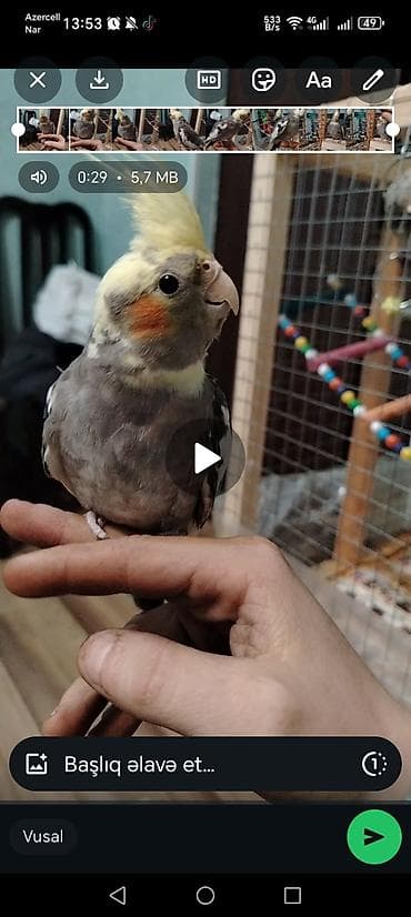 ana bala keci: Korella papuqaylari. 2 erkek 1 disi var elde. Erkeyler ele oyresib — 2