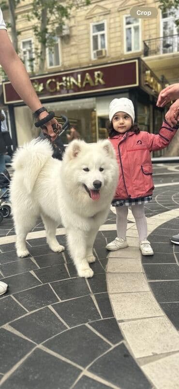 itlerin qirxilmasi: Samoyed, 1 il, Erkek, Cütləşmə üçün — 3