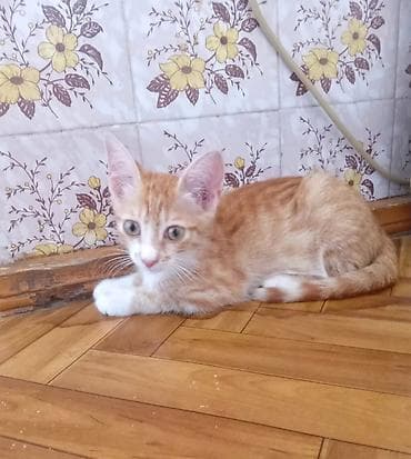 Бесплатно пристраивается Рыжик. Мальчик, возраст 3 месяца. Игривый и — 6