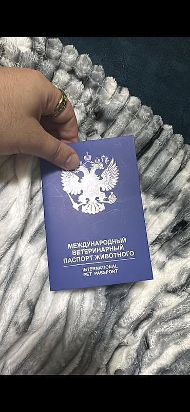 Сиамская, Самец — 7