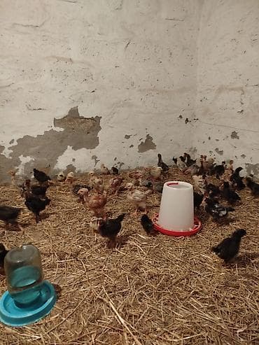 yeher satisi: 1 aylıq super seçmə boynu yoluğ kənd cücələri satılır, hamısı boynu — 3