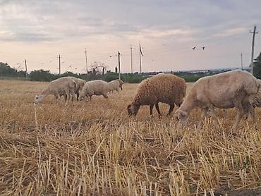 ən iri it cinsi: 6 baş balalı qoyun 64 baş quzu quzuların çoxu erkəkdir4 baş qisar — 5