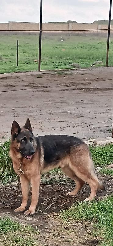 doyus itleri: Alman çoban iti, 2 il, Erkek, Peyvəndli, Pulsuz çatdırılma — 2