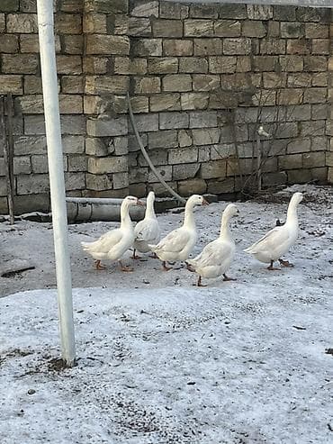 ev donuzu: Ağ qaz sürüsü - Fotoşəkillərdə göstərilən 5 ədəd ağ qaz - Uzunboylu — 1