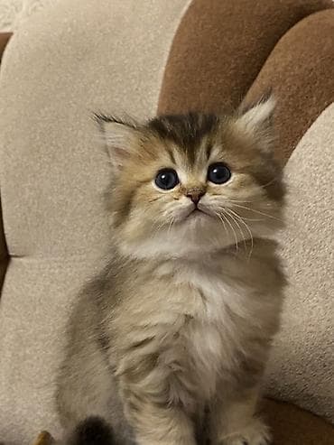 Şinşilla, Dişi lalafo.az -da Şinşilla, Dişi