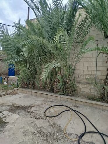 devedabani bitkisi: Xurma (xurma xurması) palmaları – həyət və bağ sahələri üçün dekorativ — 2