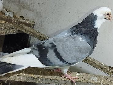 balaca pisik satisi: Salam təmiz qan ağ baş tam sağlam — 8