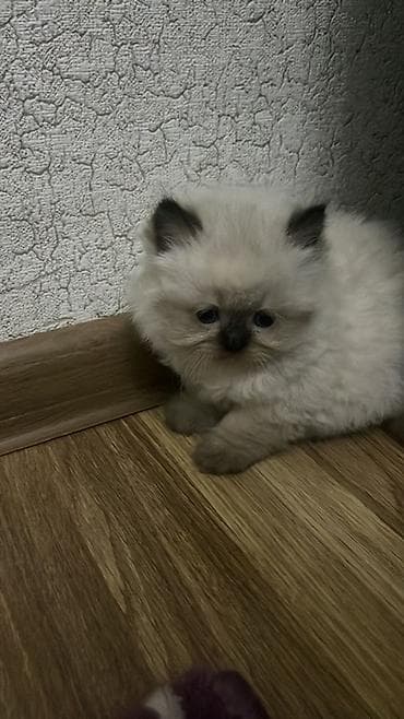 шиншилла кошка цена: Британская — 2