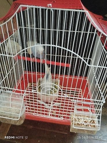 Iki ədəd öz quşumun balasıdır bir ile yaxındır böyüyüblər tam sağlam