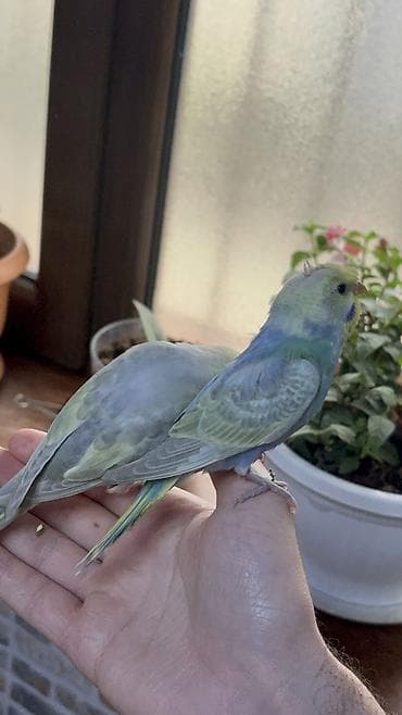 2 ədəd 1 ay yarımlıq gözəl rəngli RAİNBOW tutuquşu. Ələ öyrətməyin tam