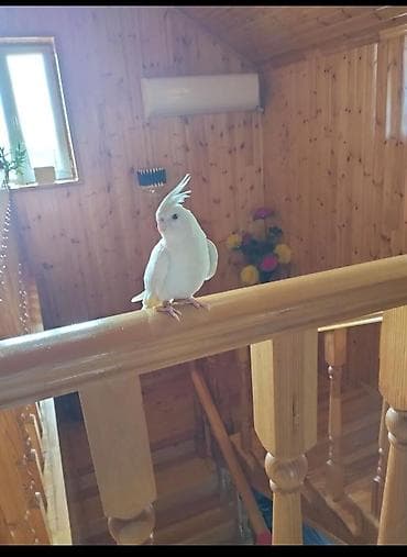 14 aylıq qırmızı gözlü Albino .tam əl quşudur böyük qəfəslə bir yerdə