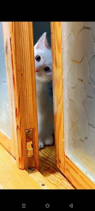 шотландский котенок: Erkək — 4