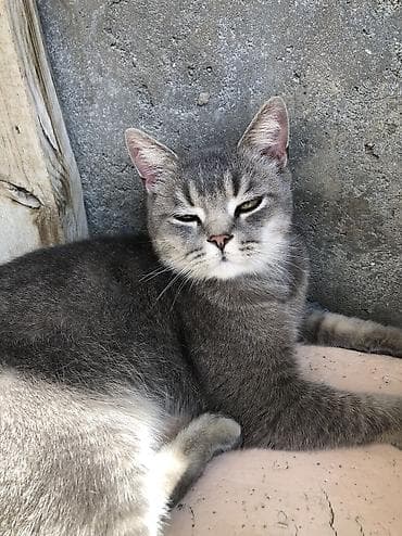 oğlan pişik adları: Erkək, Yaxşı əllərə — 4