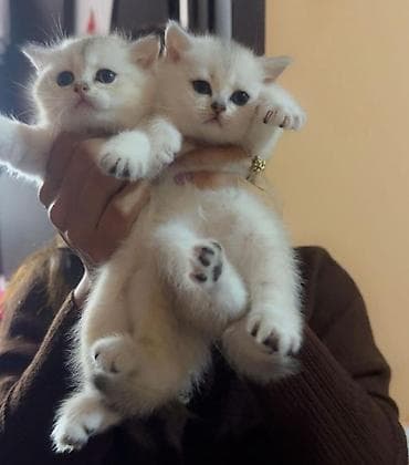 pişiy adları: Britan — 6