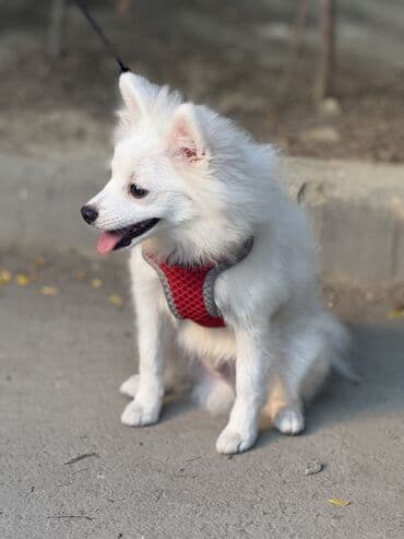 отдам в добрые руки шпица: Шпиц, 4 месяца, Самец — 11