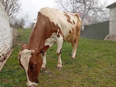 Keçilər, çəpişlər: Salam gördüyünüz bu mələz 4 cu balanı doğub 25 litir sut veren maldiv — 3
