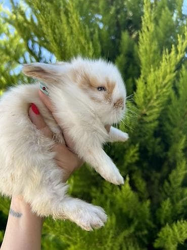 dovsan: 🐰 1 aylıq Mini Holland Lop balalarımız yeni yuvalarını axtarır. 🤍 ✅ — 3