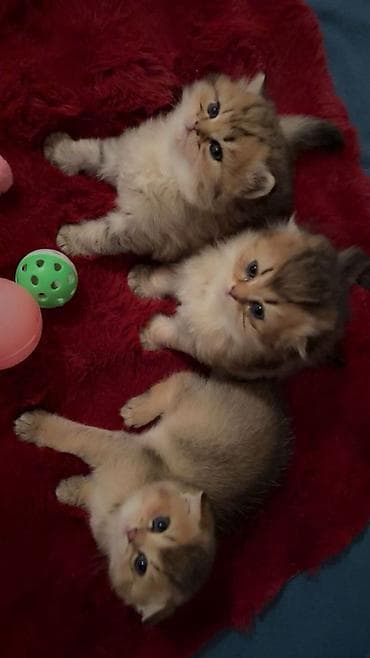 tuklu pisikler: Britan, Erkək, Dişi, Yaxşı əllərə, Ünvandan götürmə, Ödənişli çatdırılma — 6