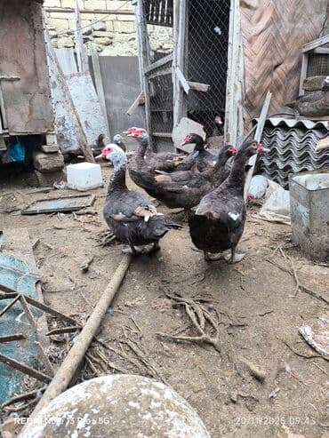 heyratı o şamo: Dişi, | Lal ördək, Ətlik — 2