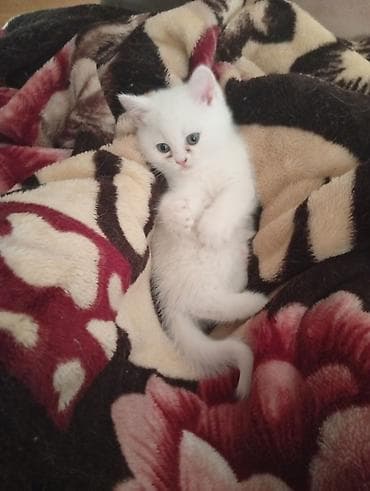 şotland pişiki: Britan yastı qulaq, Erkək, Dişi, Yaxşı əllərə, Ünvandan götürmə — 7