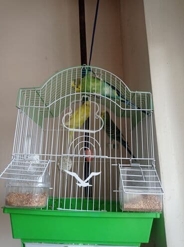 yarasa yuvasi aliram: Dalmatın qəfəslə birlikdə dalğıç papağanlar (bajıqar/paraket) dəsti — 1