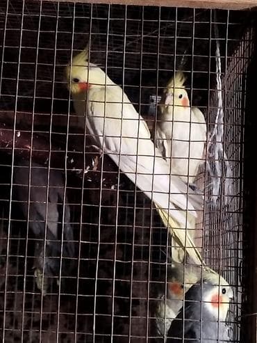 sahin qusu: 2cut 1de bala yumutlayan dir lar Təsvir: - Rəng: Açıq sarı/krem — 2