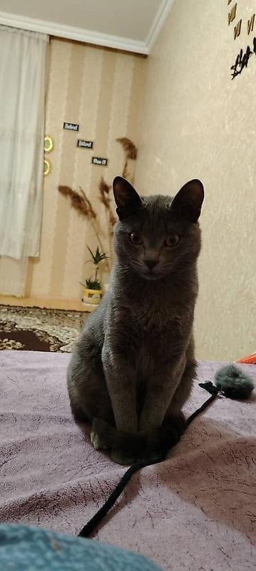 Erkək Rus mavisi pisiyidir. Dişi qulağı salaq pişikle cutlesdirmek