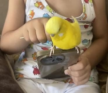 danisan quslar: Salam. cex qusdu.sari rengde. 14 .08.2026 ci il evden ucub gedib — 1
