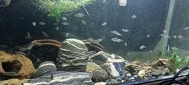 jako tutuquşu: Cixlid balığı, Sülhsevər — 3