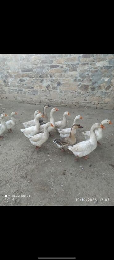 bmw 3 серия 335xi at: Erkək, Ətlik, Ödənişli çatdırılma — 1