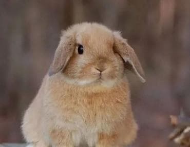 Кролики: Ev heyvanı – miniatür qulaq­sallanan dovşan (lop-eared). - Rəng — 1