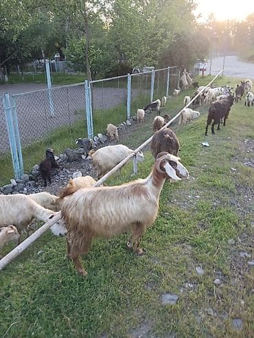 pitbul balaları: Satılır: Keçi sürüsü Məhsul təsviri: - Şəkillərdə müxtəlif rəng və — 2