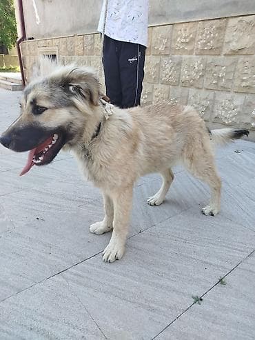 qafqaz çoban: Qafqaz çoban iti, 4 ay, Dişi — 5