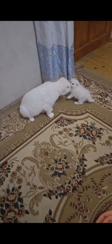 сиамская вислоухая кошка цена: Шотландская, Самец, Для вязки, Платная доставка — 10