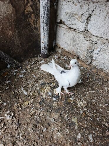 goyercin parkta tapilib sahibi axdarilir: Məhsul: Bəzək göyərçini Təsvir: - Rəng: əsasən ağ, kürəyində kiçik — 2