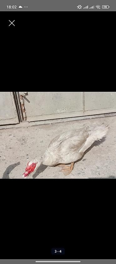 balaca itlerin satisi: TECİLİ SATLİR 12 EDED ÖRDEYDİ 3 ERKEY QALANİ DİŞİDİ ERKEYLER 25 — 2