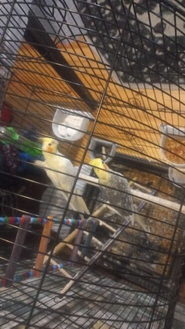 qəfəs quşları: Korella cütlüyü və geniş qəfəs dəsti — 3