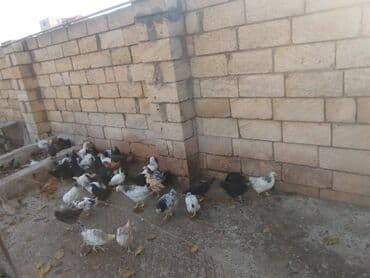 toyuq su qabı: Temiz kend colpalari 2 ayliq tam saglam topdan satis — 6