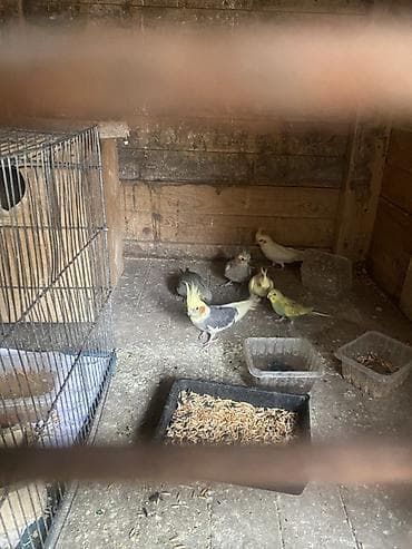 tutuquşlar: Nimfa tutuquşuları (cockatiel) – baladir istesez hazir cutde var 1 — 3