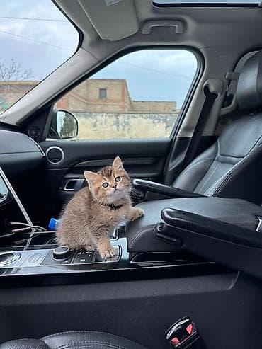 ev heyvanları: Qızıl şinşilla, Yaxşı əllərə — 1