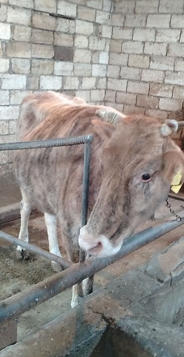 Ətlik di kök heyvandır