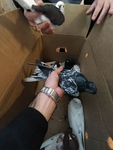 sebzi quşu: Türkan göyərçinləri hamsi tutulma üst üste 4 manatdan 10 goyercindir — 7