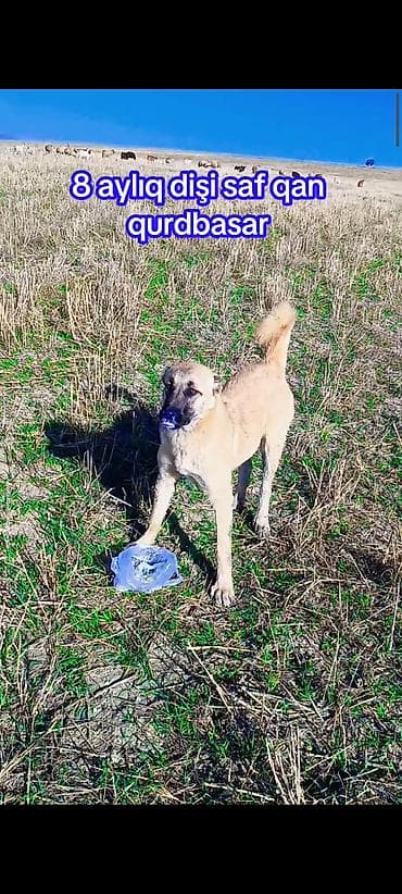 sabuncu heyvan bazari: Qurdbasar, 1 il, Dişi, Ünvandan götürmə — 1
