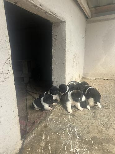 itlerin satişi: Akita-inu, 1 ay, Peyvəndli, Ünvandan götürmə, Pulsuz çatdırılma, Ödənişli çatdırılma — 1