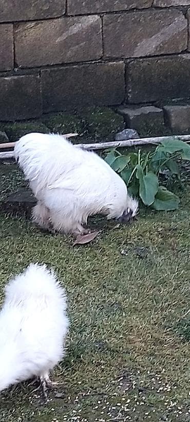 Akvariumlar: Pompom toyuqlarin mayali yumurtasi unvan lenkeran — 2