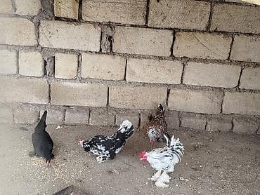 Другие животные: Saglamdilar hamis satilir qiymet danisariq — 4