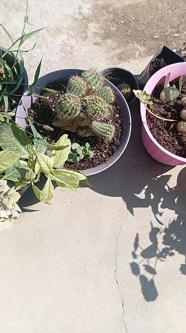 Kaktus kompozisiyası – saksıda - Çoxsaylı balaca kaktusların bir