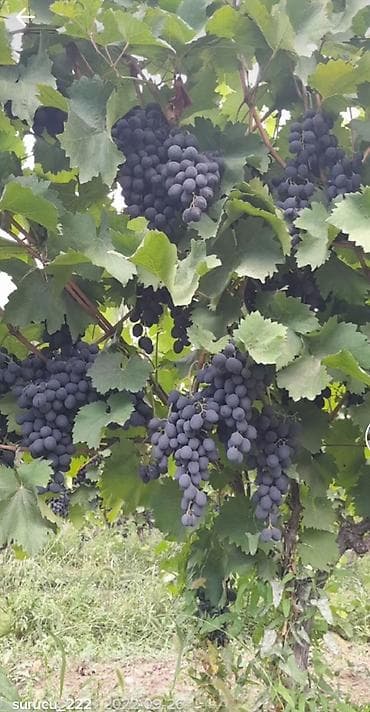 suni bitki: Uzum bagı satılır 5 hektar 3.5 hektar uzum 2h meyvə bagıdır gilas — 5